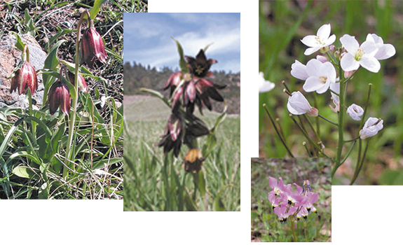 Above Left, are two photos of the unusual, and—for many wildflower lovers —  rare Chocolate Lilly. Above Right, Milkmaids, nearly always the year’s first wildflower. Left, typically the second wildflower to bloom each year is the Shooting Star