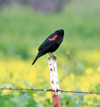 MALE, RED WINGED BLACKBIRD